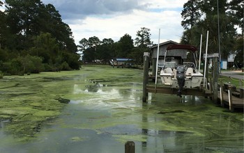 Algae blooms in hurricane floodwaters.